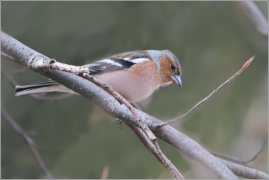 <p>PĚNKAVA OBECNÁ - sameček (Fringilla coelebs) ---- /Chaffinch - Buchfink/</p>